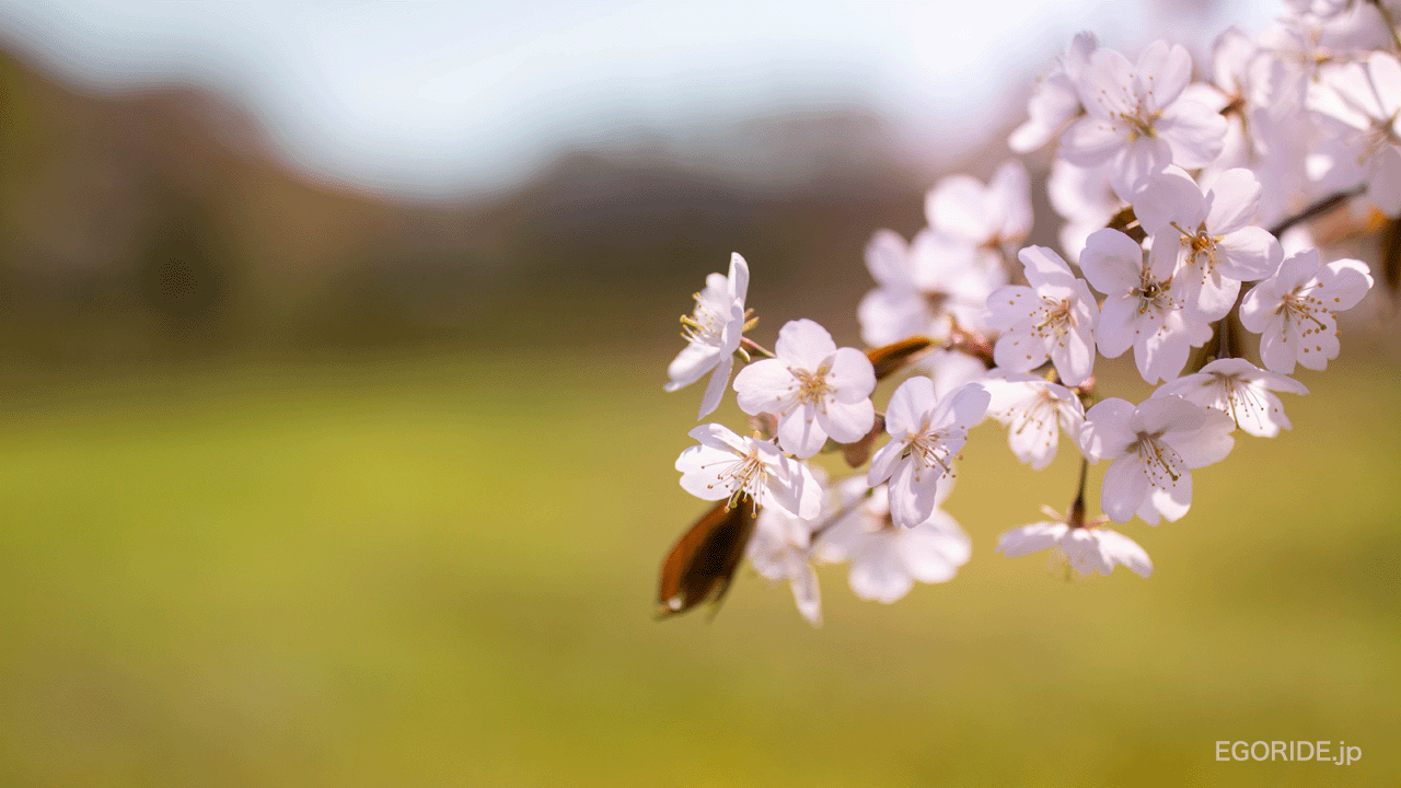 桜