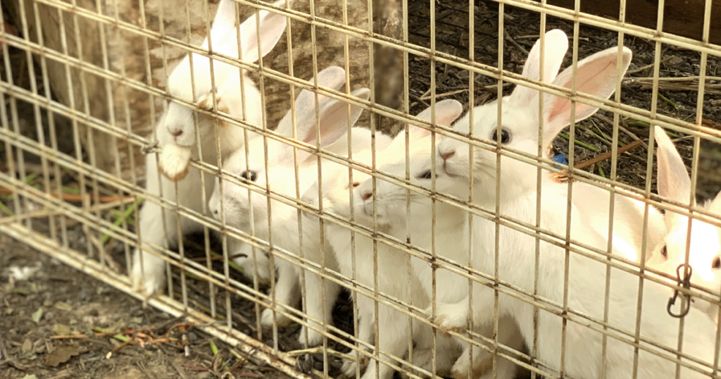 近藤農園